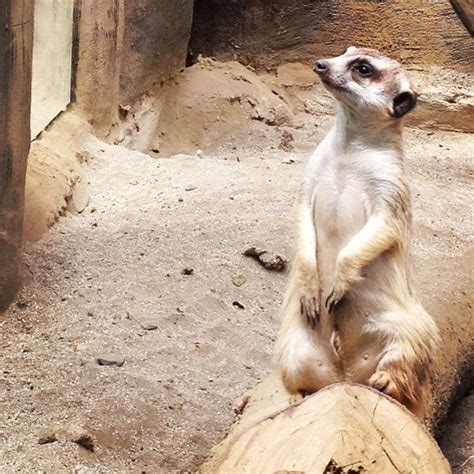 Who Doesnt Like A Meerkat Meerkat Animals