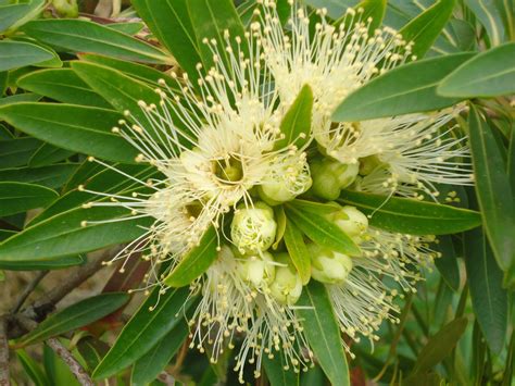 Golden Penda Xanthostemon Chrysanthas Native To Queensland A Cream