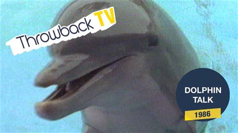 Throwback Tv Dolphin Talk