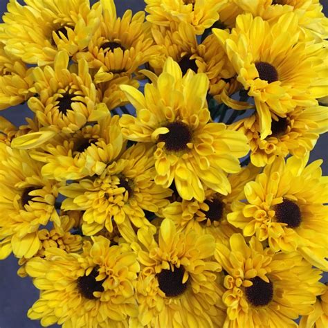 Novelty Sunflower Spray Mums Florabundance Wholesale Flowers
