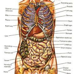 10 photos of the human anatomy organs back view. Human Organs Diagram Back View | Health and Wellbeing ...