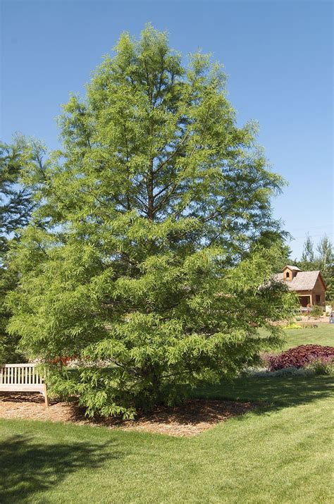 Boost Your Privacy With Fast Growing Shade Trees Best Shade Trees