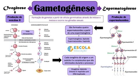 Plano de aula Reprodução sexuada gametas Ensino Fundamental