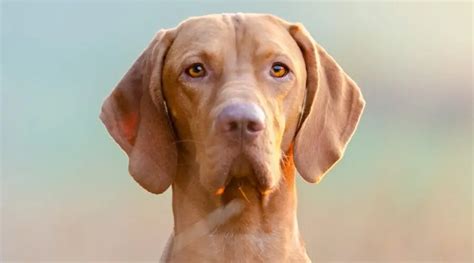 Vizsla Dog Breed Information Facts Traits Pictures And More