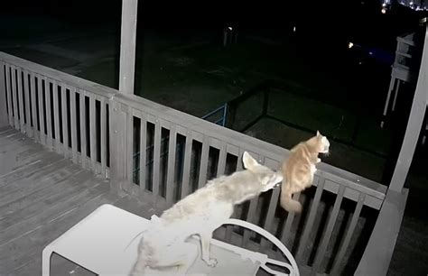 Todays Main Event Caught On Video Cat Vs Coyote On A Porch
