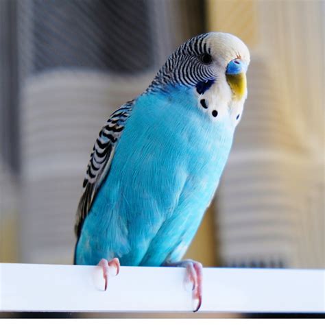 What To Do When Your Parakeet Wont Stop Squawking Pethelpful