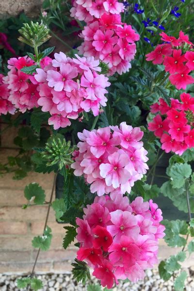 3 Great Trailing Plants For Hanging Baskets Containers