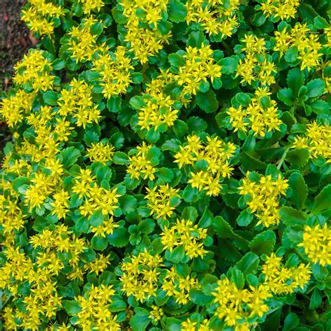 Improved Golden Creeping Sedum Groundcover Perennial Ground Cover At