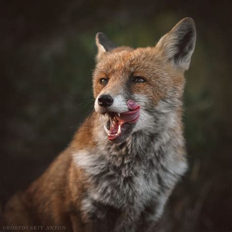 Red Fox By Anton Rostovskiy On 500px Met Afbeeldingen