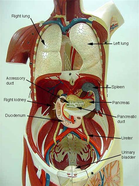 Torso Anatomy Chart Muscle Anatomy Poster In Spanish