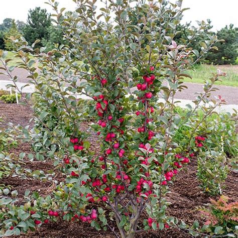 Malus Appletini 13cm Potted Yougarden