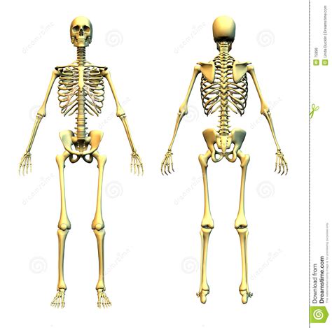 Backbone spine in a man shape for logo design illustration on a white isolated background vector. Human Skeleton - Front And Back Stock Illustration - Illustration of biology, science: 75896