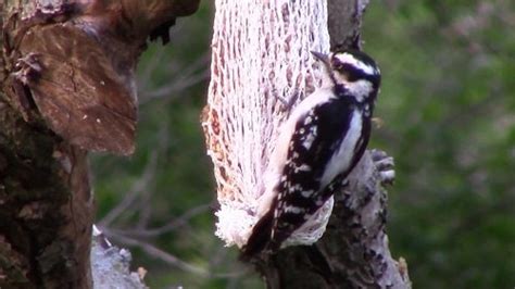 Unveiling The Downy Woodpeckers Mating Nesting And Feeding Habits