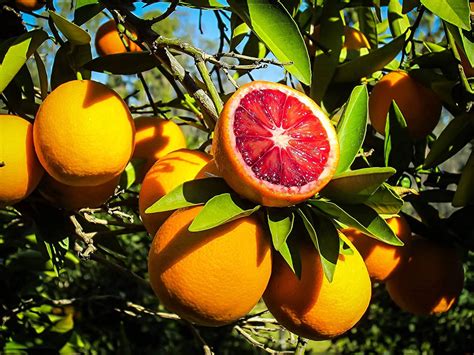 Download Blood Orange Citrus Fruit Tree Sunshine Wallpaper