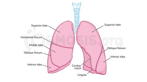 Anatomy Of The Lungs And Tracheobronchial Tree Osmosis