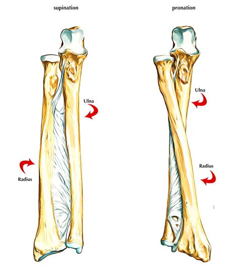 Medial Bone Of Forearm