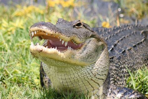 Alligator Safety Simple Rules To Stay Safe Around Gators