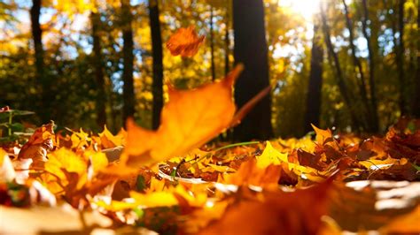 Wallpaper Sunlight Trees Forest Fall Leaves Nature Branch