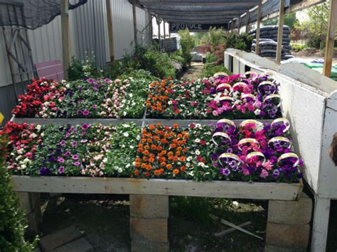 Buy Flowers Indianapolis Order Fresh Flowers Plants For Sale