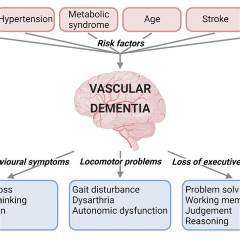 Summary Of Vascular Dementia Pathology Reduced Cerebral Blood Flow