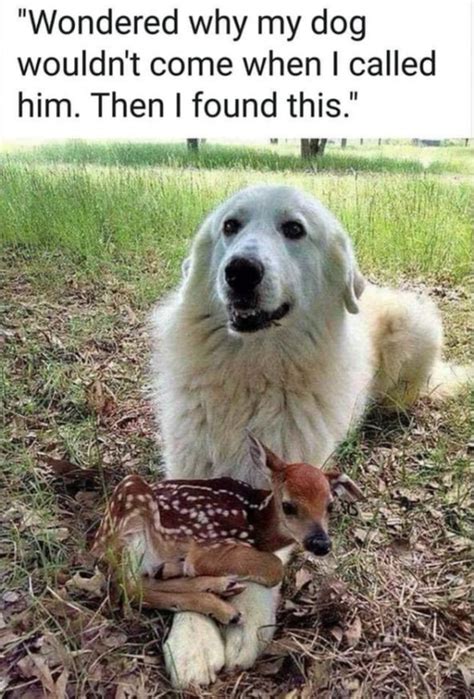 50 Funny Animals Pictures Funnyfoto