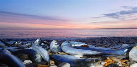 Tens Of Thousands Of Dead Fish Just Washed Up On A Cornish Beach Here