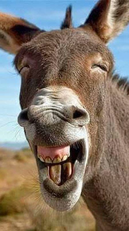 Funny Funny Donkey Wallpaper Download Mobcup
