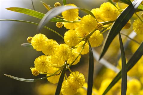 Shopping Planning The History Behind The National Flower Of Australia