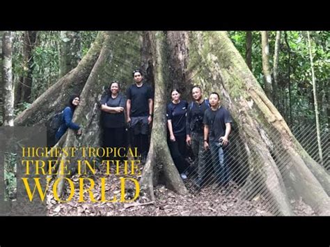 Tahun lalu, 11 orang meninggal. Pokok Tertinggi di Dunia Sebenarnya Dekat Malaysia - YouTube