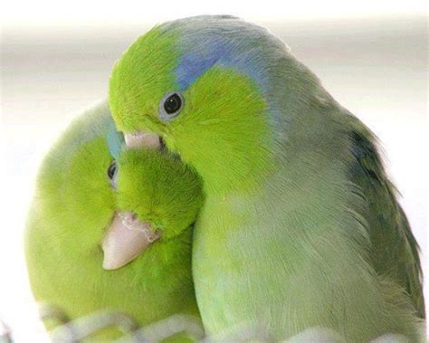 Love Birds Kissing 33