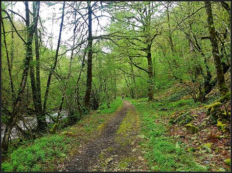 Ruta Por El Bosque Cantábrico De Muniellos Asturias