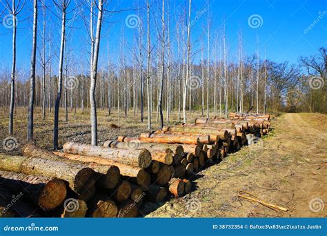 Forest Clearing Pile Of Logs Laid Stock Photo Image Of Grass