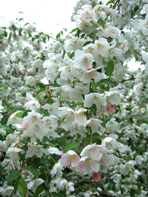 Best White Flowering Crabapple Tree