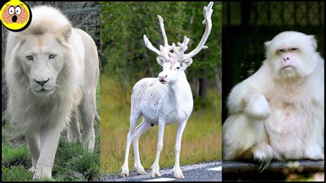 Die 10 Schönsten Weißen Tiere Der Welt Youtube