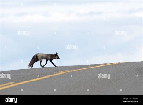 Landlocked Small Red Fox Mutated To Grey Fox Black Fox Silver Fox