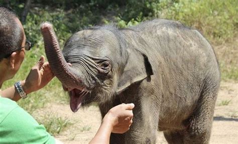 Sad Baby Elephant Has A Five Hour Crying Fit 3 Pics