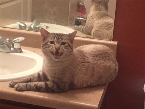 Adopt a kitten or cat from san diego county's helen woodward animal center today! Available for adoption - Mr Daisy is a male cat, Manx ...