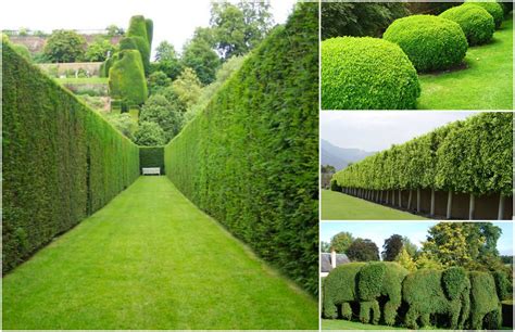 Unique Ways To Shape Hedges In Your Garden World Inside Pictures
