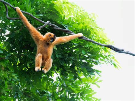Monkeys Swinging In A Tree Stock Photos Pictures And Royalty Free Images