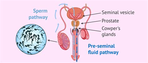 Pregnant Male Reproductive System