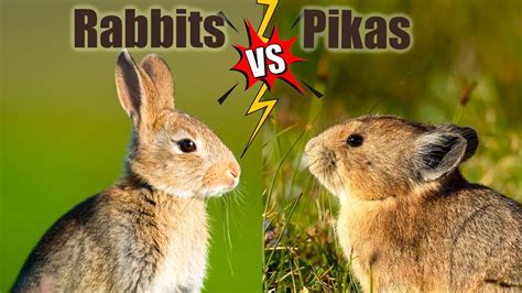 Rabbits Vs Pikas The Differences Youtube