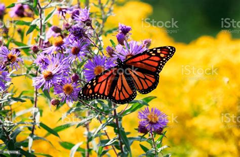 Purple hellebore flower stock photo images. Monarch Butterfly On Purple Aster Flower Stock Photo ...