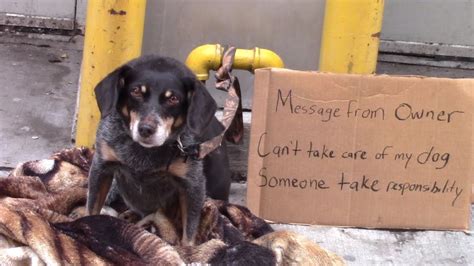 Would You Help A Homeless Abandoned Dog Youtube