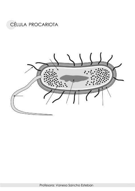CÉlula Procariota N Online Exercise For Live Worksheets