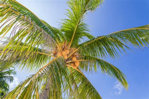 Green Palm Tree Leaves With Blue Sunny Sky Summer Travel Background