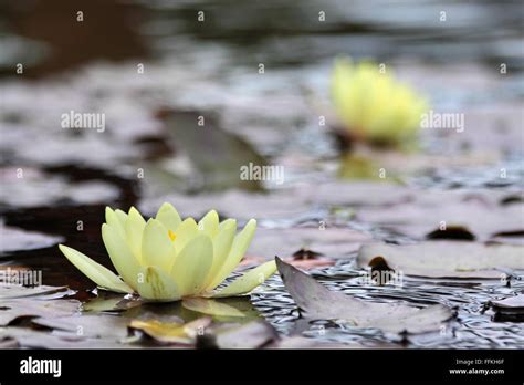 Yellow Pond Lilies Hi Res Stock Photography And Images Alamy