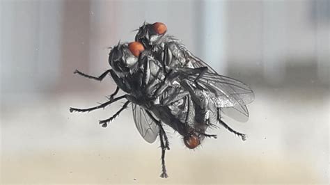 Sexual Reproduction Of Flies Fly Mating Close Up Florart Utopia Youtube