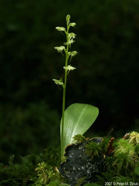 platanthera obtusata blunt leaved orchid minnesota