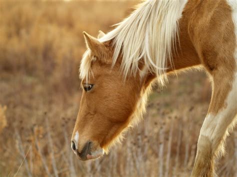 Selective Focus Photography Of Brown Horse On Brown Grass · Free Stock