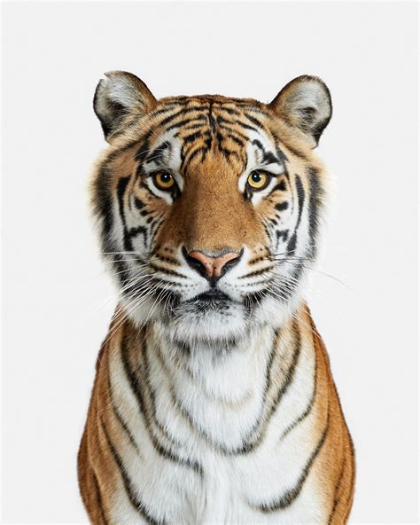 These Professional Portraits Of Animals Evoke Human Emotion Wired